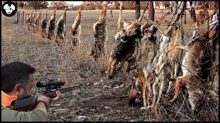 How North American Farmers Deal With Millions Of Wild Boars And Invasive Wolf | Invasive Species