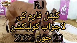 RJ Cattle Farm 2022 Collection || Cow Mandi 2022 || 20 June 2022