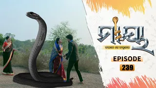 Maya | Full Ep 239 | 13th Jan 2021 | Odia Serial – TarangTV