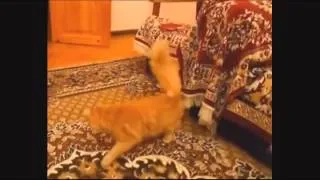 Funny Cat Videos Compilation | October 2013 | PART 1