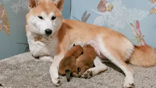 Mommy cries when she is seperated from her pups - even to do her business ❤️