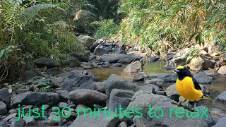 30 minutes is enough to relax in the middle of the forest, running water, birds singing. ASMR