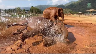 Every day, we witness the playful antics of our rescued herd! - ElephantNews