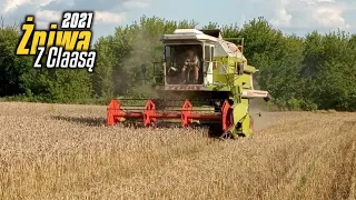 🇵🇱Żniwa 2021🇵🇱 🌾🔥Pszenica pod kosę🔥🌾 Claas Dominator 86