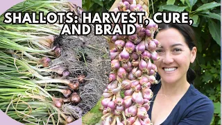 Harvesting, Curing, and Braiding Shallots for Storage. Learn a simple braid/plait technique!