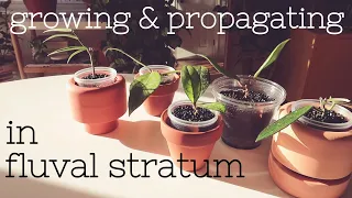 Growing Plants in Fluval Stratum - Propagating & Rooting Hoyas with Updates 🌿🌱