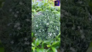 Mini tagar plant care. টগর গাছের যত্ন। #youtubeshorts #shorts #minivlog #ytshorts #ytshort #sorts