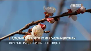 Дождь не помешает пчёлам и садовым деревьям