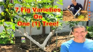 7-in-1 Fig Tree Grafting Update |  Fruiting In Less Than 2 Years!!!