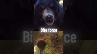 Cocaine Bear vs Beast Lion