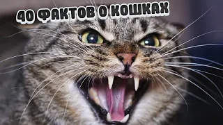 40 Фактов о Кошках, Которых ты не знал