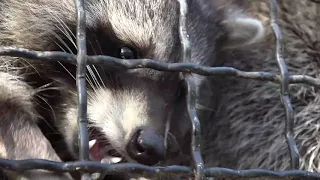 Енотики с удовольствием кушают виноград! Raccoons are happy to eat grapes!