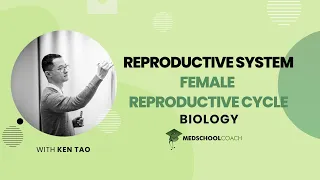 Female Reproductive Cycle