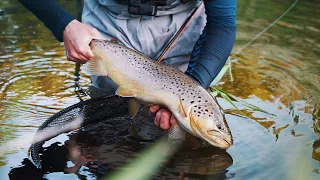 Huge Brown Trout On Dry Fly - Small Stream Fly Fishing, In Denmark!