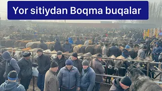 Yorqo’rg’on optom chorva bozori BOQMA buqalari. 21 02 2024.