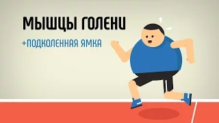 Мышцы голени. Подколенная ямка