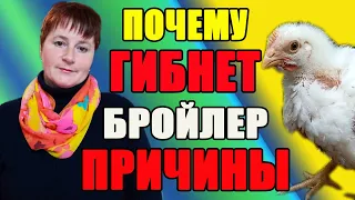 Почему гибнет бройлер. Причины и способы решения проблемы.