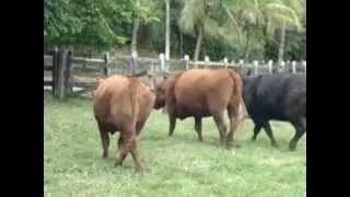 3 vacas Angus à venda