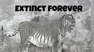 All extinct tiger species