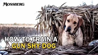 How To Train A Gun Shy Hunting Dog: Training A Labrador Retriever For Duck Hunting