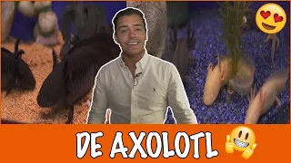 De bijzondere Axolotl + winaar winactie | DierenpraatTV