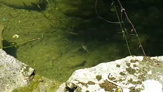 ..台灣馬口魚-程咬金的概念~~