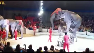Слон упал на зрителей в цирке