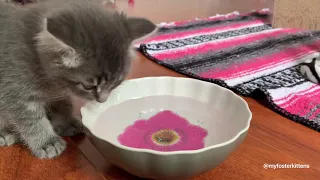 6-week-old Foster Kittens