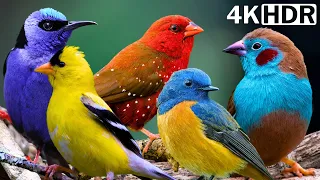 Nature Birds Sounds For Relaxing | Most Awesome Birds of the World | Stress Relief | No Music - HDR