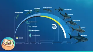 The Evolution of Sharks