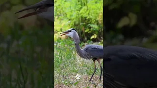 Great Blue Heron Swallowing Prey Whole! 🦢#wildlife #animals #birds #nature