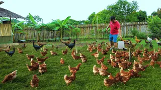 Incredible Free-range farming produces Thousands of chickens - Raising & Feeding hundreds of Ducks