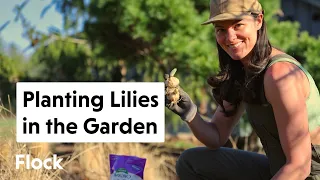 Planting LILIES in the GARDEN — Ep. 168