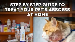 Avoid Vet Visits: Home Remedies for your Dog or Cat's Abscess