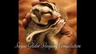 Cute Sugar Glider Sleeping Compilation