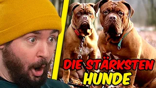 Die 10 stärksten Hunde der Welt I Sturmwaffel REAGIERT