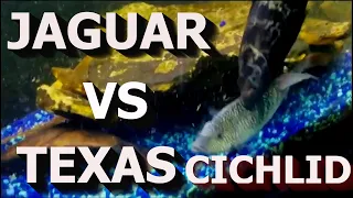 Jaguar cichlid   vs Texas cichlid  fish fight-In my 150 gallon aquarium .