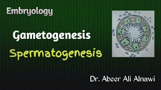 (11) Embryology/Gametogenesis; Part 3: Spermatogenesis / Dr.Abeer Ali Alnawi