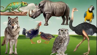 Wild Animal Sounds In Nature: Chicken, Chameleon, Parrot, Rhinoceros, Wolf, Ostrich - Animal videos