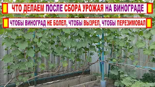 🍇 Обязательно СДЕЛАЙТЕ ЭТО после сбора винограда. От этого может зависеть УРОЖАЙ БУДУЩЕГО ГОДА.