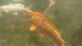 HOW MUCH AND HOW OFTEN SHOULD I FEED MY KOI FISH (Version 2 with updates from Jason)