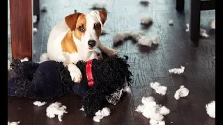 Dogs Feeling Guilty Compilation