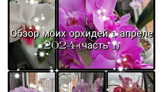 Обзор моих орхидей в апреле 2024 ( часть1)#обзор#орхидеи#цветы#цветоводство#original
