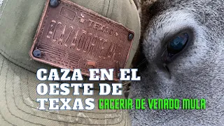 CAZA de VENADO MULA; CACERIA en el OESTE de Texas (West Texas Mule Deer Hunting)