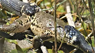 Frog tries to escape two grass snakes / Frosch versucht zwei Ringelnattern zu entkommen