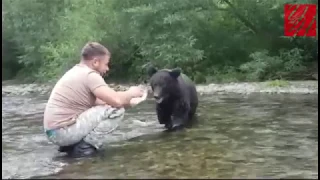 Углегорец кормит с рук медведя (Сахалин)