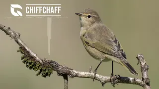 Chiffchaff Song