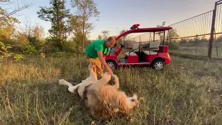 Лев Филя ЗАБРАЛ ВСЕ ВНИМАНИЕ ПАПЫ !