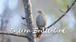 Back from the Brink - Season 5 Episode 1 - Eastern Bristlebird