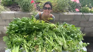 Harvesting a years worth of celery and preparing the beds for summer planting! San Diego zone 10!